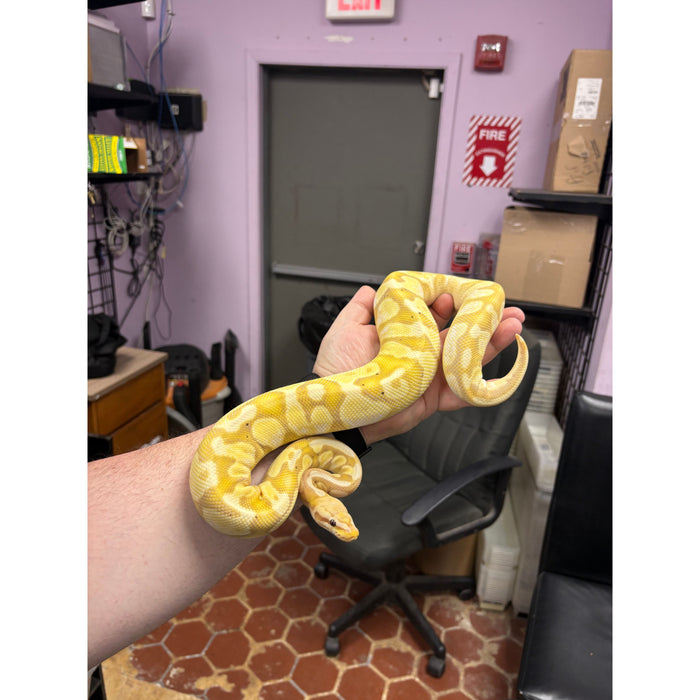 Banana Ball Python (Adult)