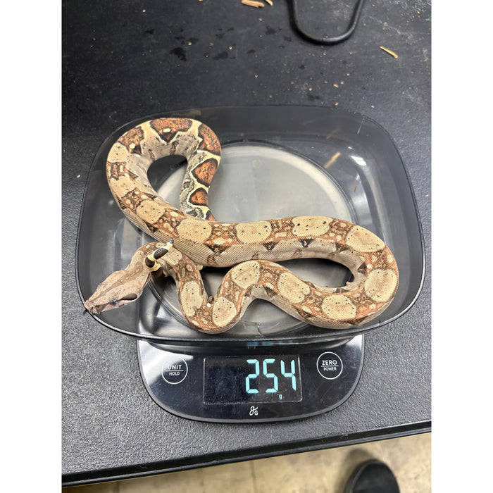 Hypo Colombian Red Tail Boa (Juvenile) (Boa constrictor imperator)