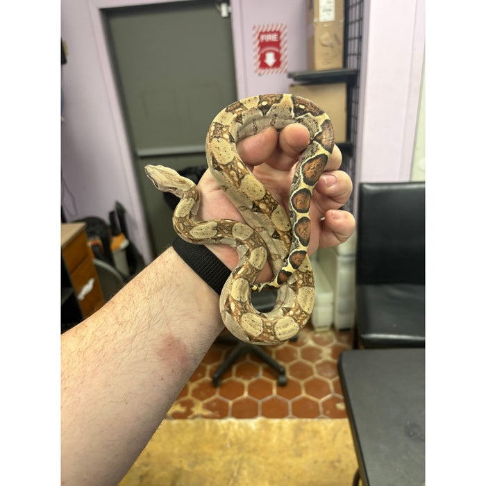 Hypo Colombian Red Tail Boa (Juvenile) (Boa constrictor imperator)