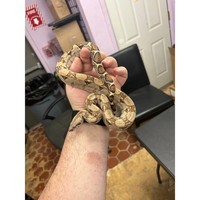 Hypo Colombian Red Tail Boa (Juvenile) (Boa constrictor imperator)