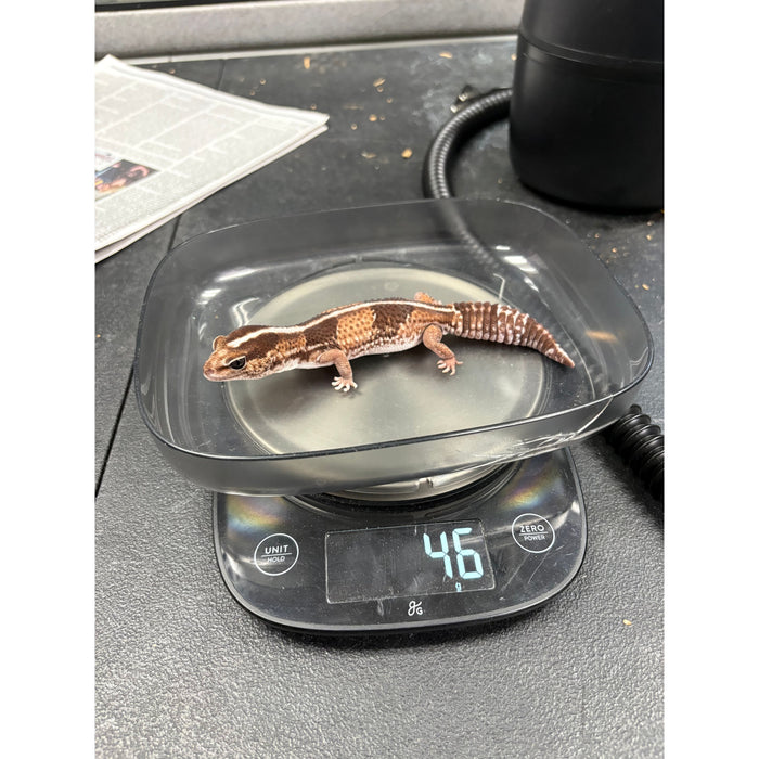 Fat Tail Gecko (Hemitheconyx caudicinctus)