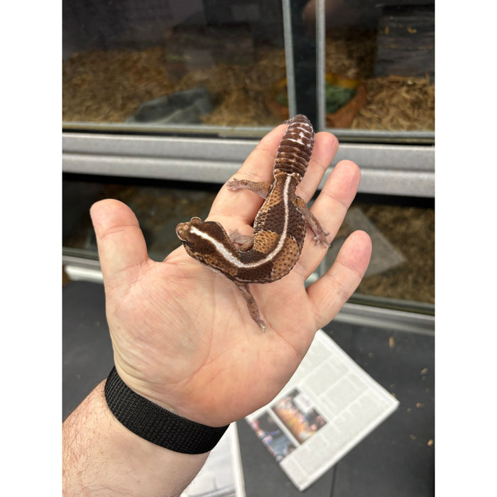 Fat Tail Gecko (Hemitheconyx caudicinctus)
