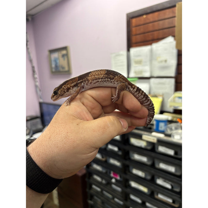 Fat Tail Gecko (Hemitheconyx caudicinctus)
