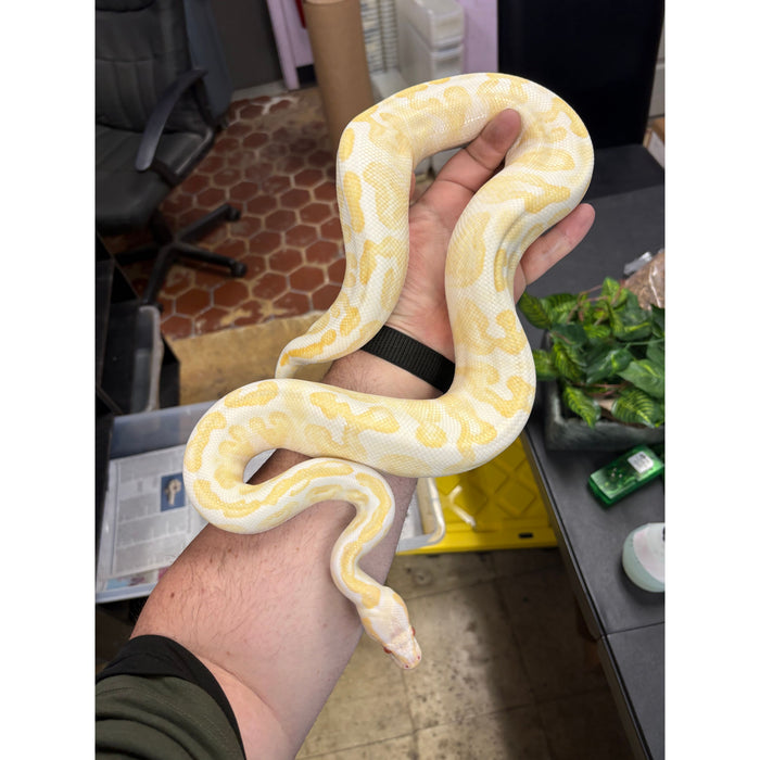 Albino Ball Python (Adult) (Female)