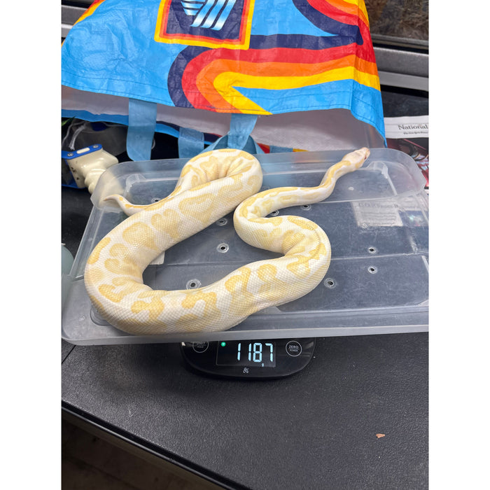 Albino Ball Python (Adult) (Female)