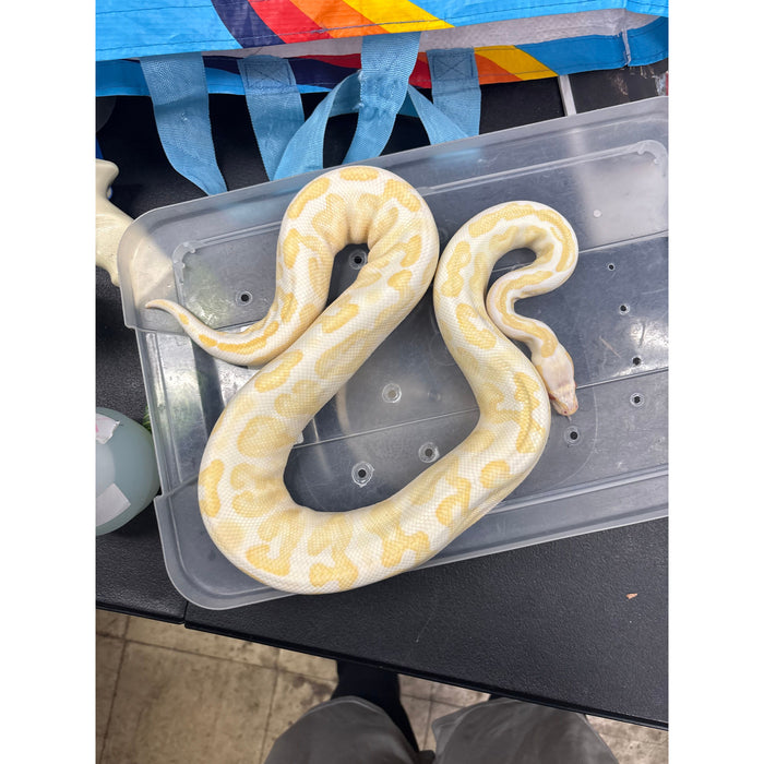Albino Ball Python (Adult) (Female)