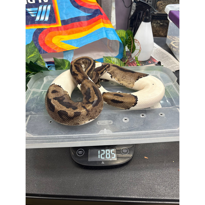 Ball Python (Pied/Piebald) (Adult Female)