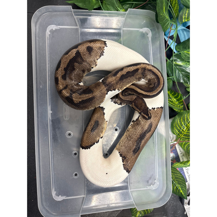 Ball Python (Pied/Piebald) (Adult Female)