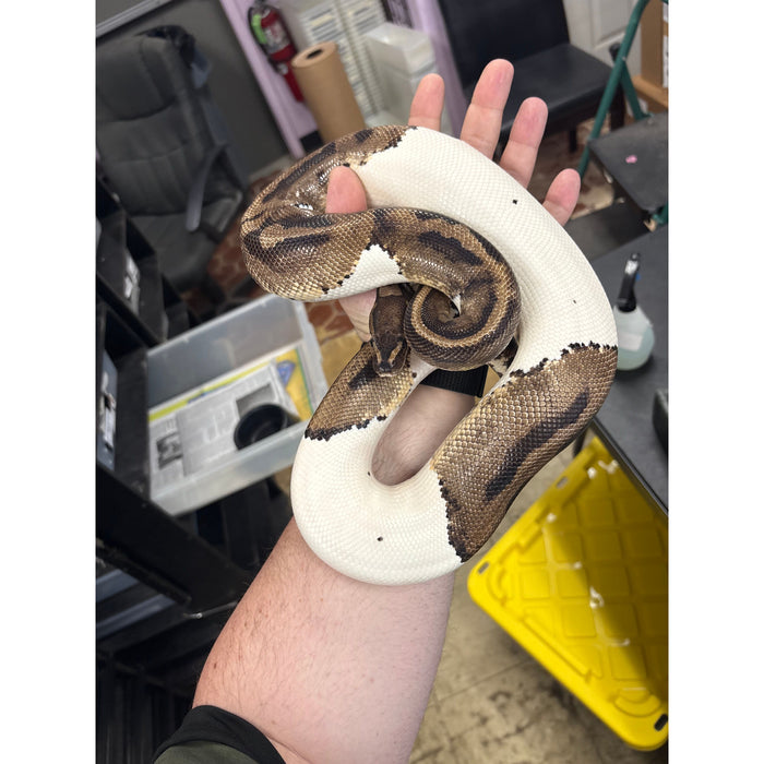 Ball Python (Pied/Piebald) (Adult Female)