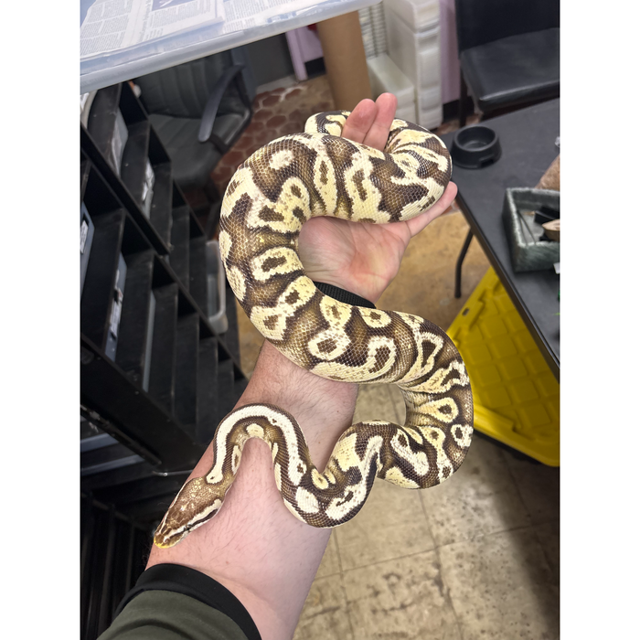 Mystery Morph Ball Python