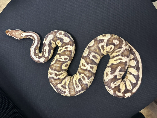 Mystery Morph Ball Python