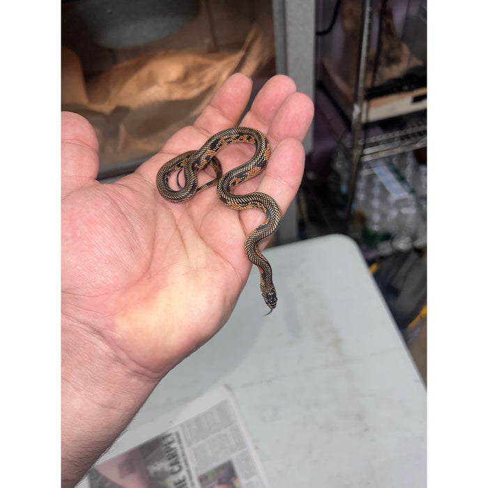 Goins Blotched Kingsnake