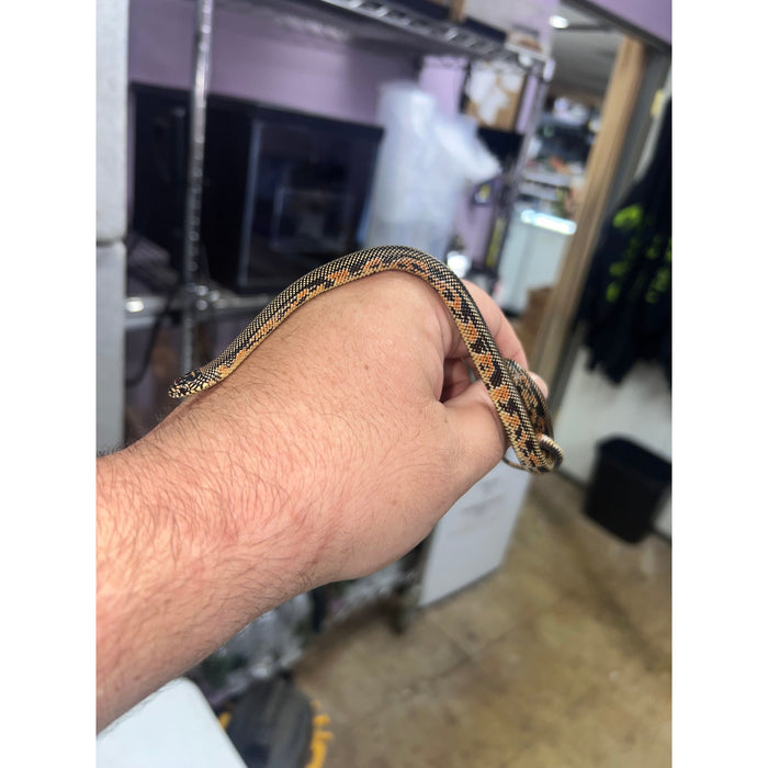 Goins Blotched Kingsnake