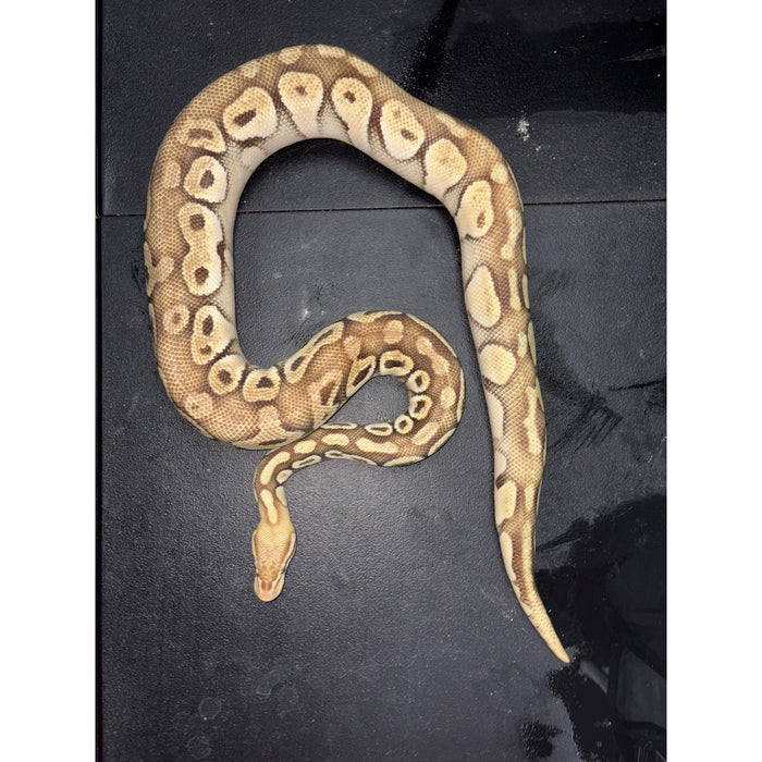 Lesser Ball Python (Python regius)