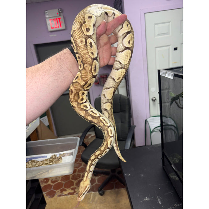 Lesser Ball Python (Python regius)