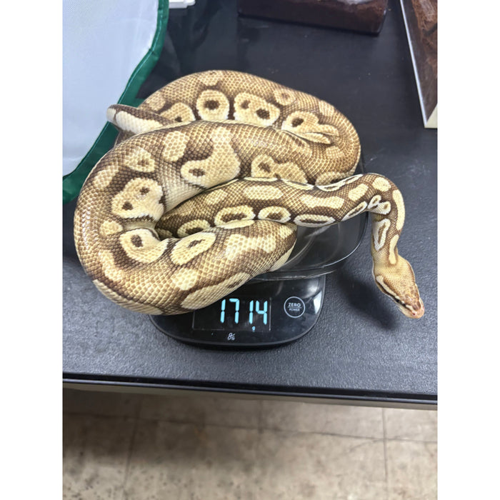 Lesser Ball Python (Python regius)