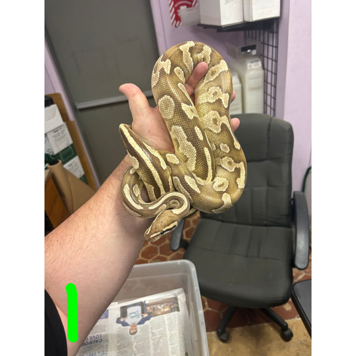 Lesser Ball Python (Python regius)