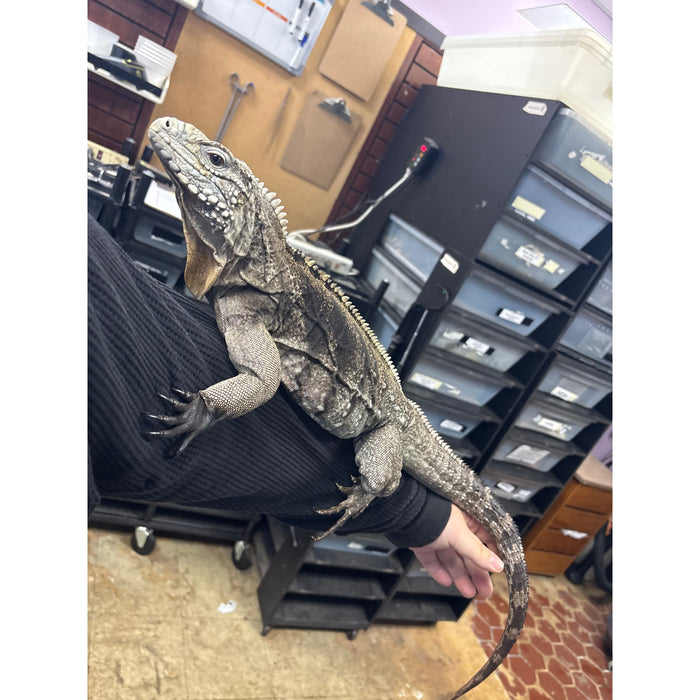 Cuban Rock Iguana (Cyclura nubila)