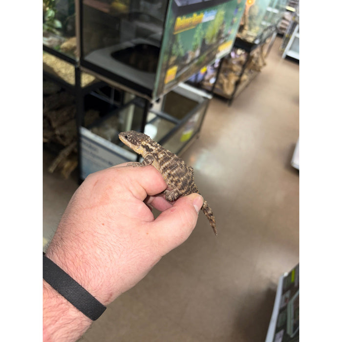 Armadillo Lizard (Cordylus tropidosternum)