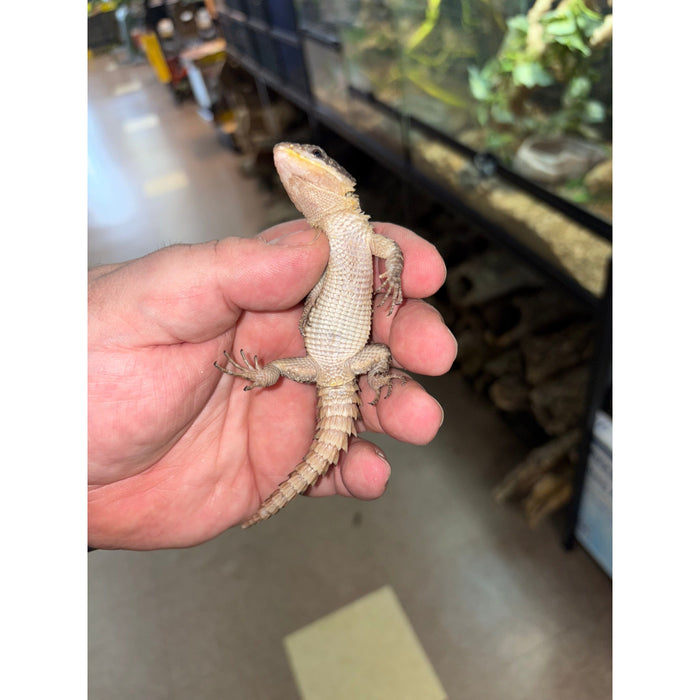 Armadillo Lizard (Cordylus tropidosternum)