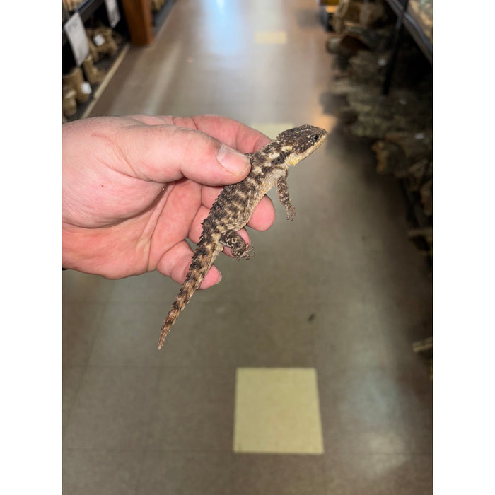 Armadillo Lizard (Cordylus tropidosternum)