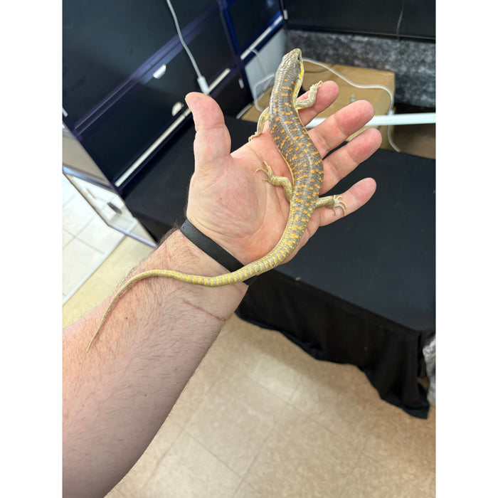 Schneider's Skink (Eumeces schneideri)