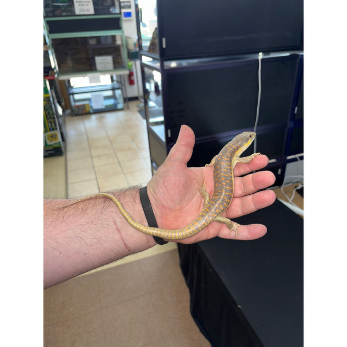 Schneider's Skink (Eumeces schneideri)