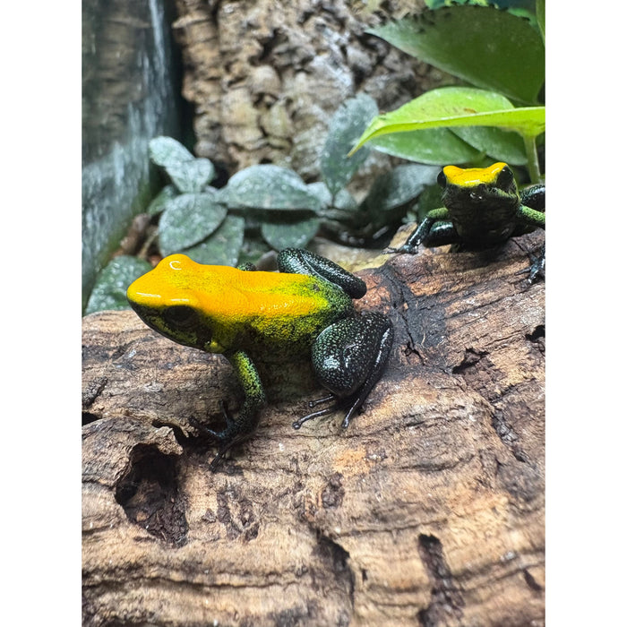 Uraba Dart Frog (P. bicolor)