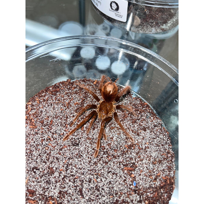 Peruvian Giant Steely Blue Leg (Female) (Pamphobeteus antinous)