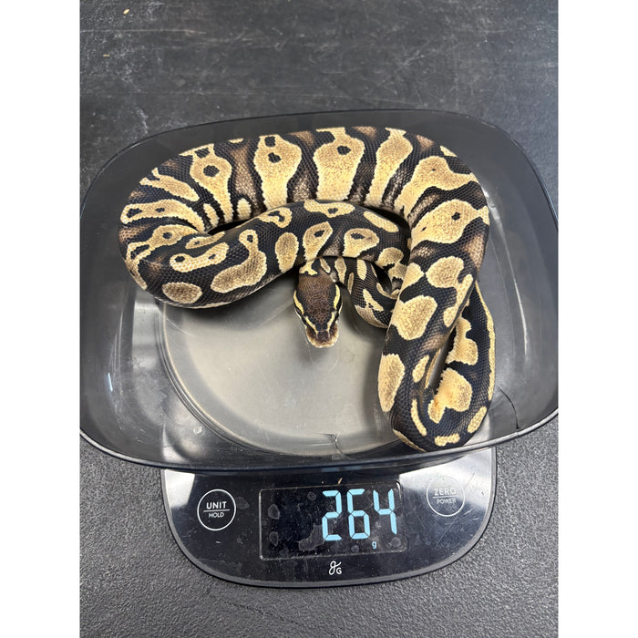 Ball Python (Pastel Cinnamon)