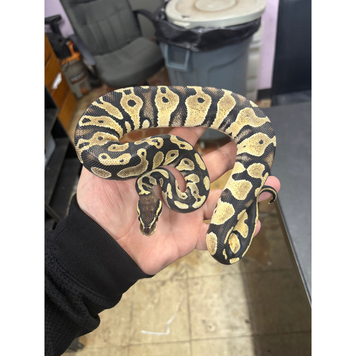 Ball Python (Pastel Cinnamon)