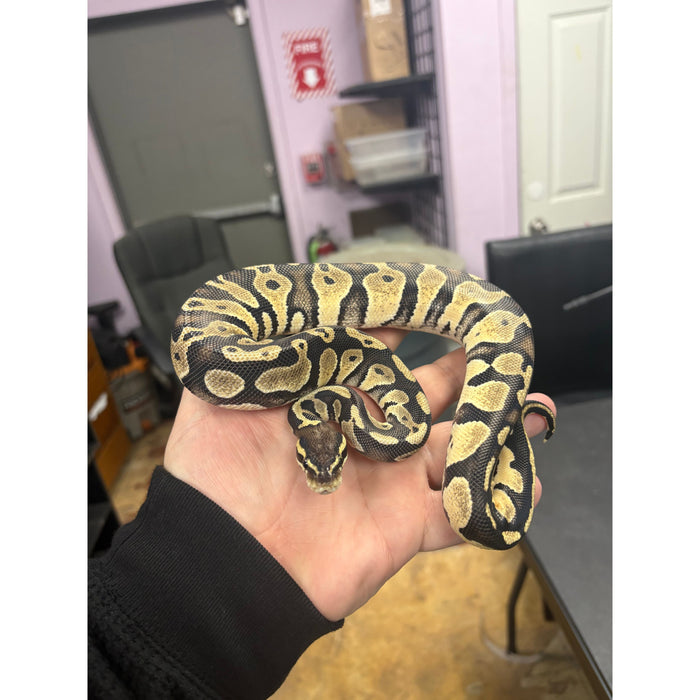 Ball Python (Pastel Cinnamon)