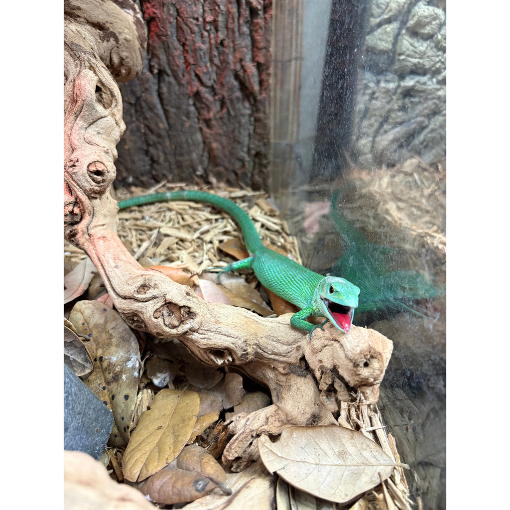 Other Lizards for Sale — Jungle Bobs Reptile World