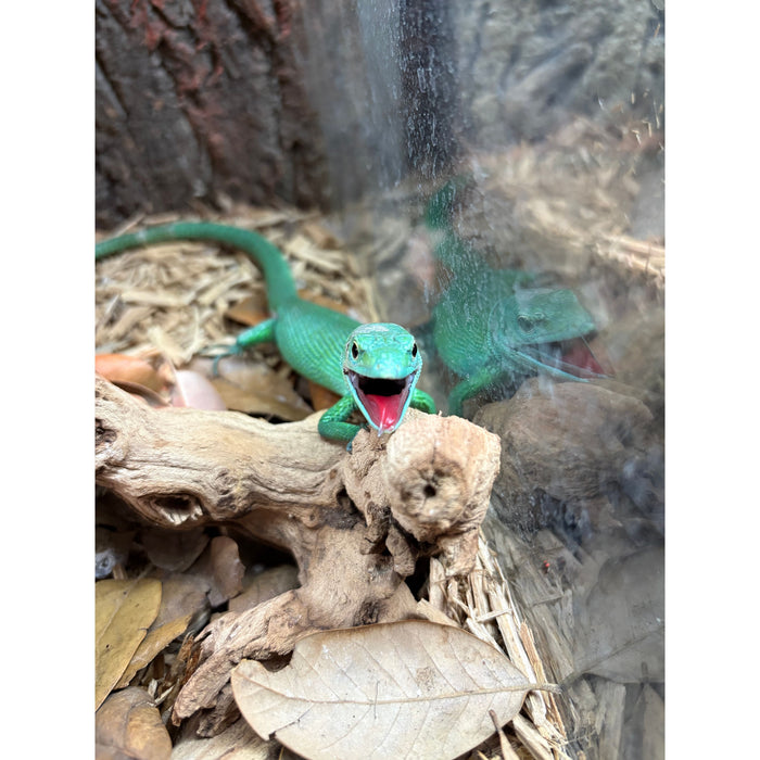 African Green Keeled Lizard (Male) (Gastropholis prasina)