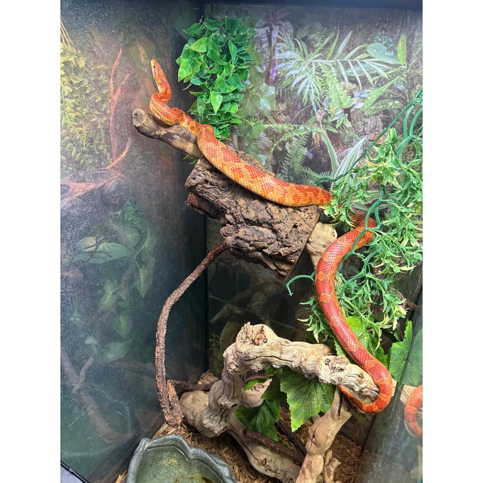 Corn Snake (Albino) (Adult)