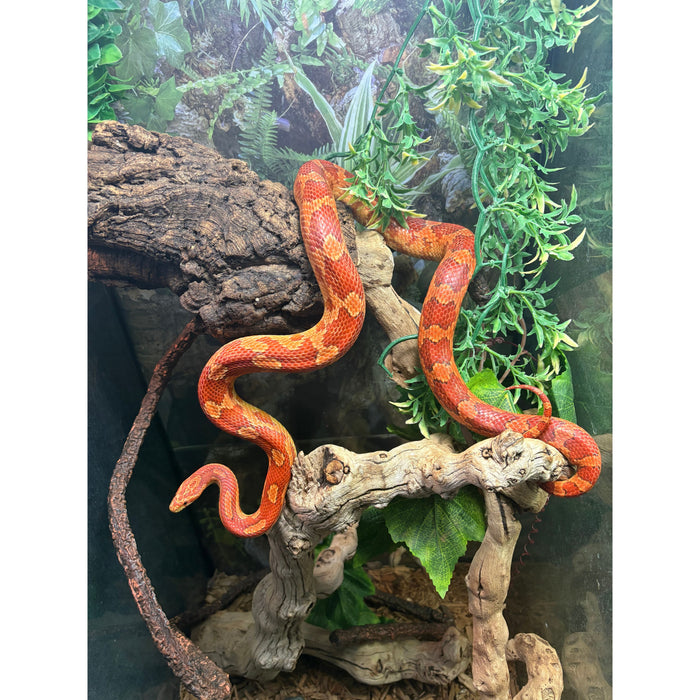 Corn Snake (Albino) (Adult)