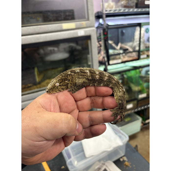 Leachianus Gecko (Juvenile)