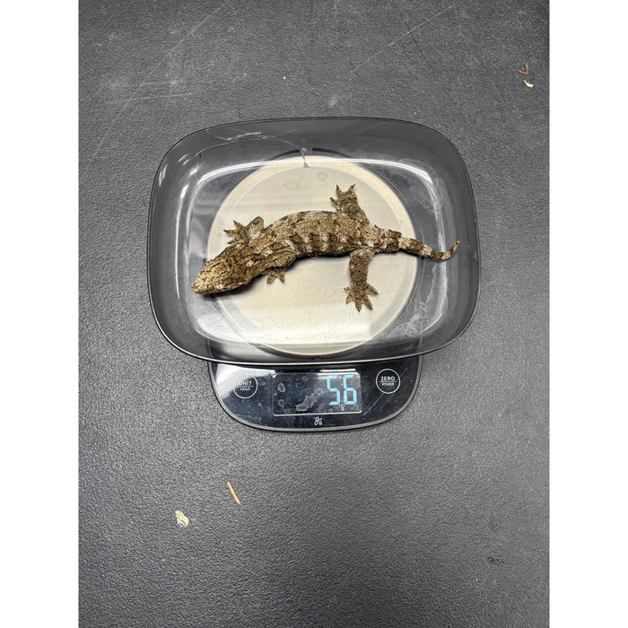 Leachianus Gecko (Juvenile)