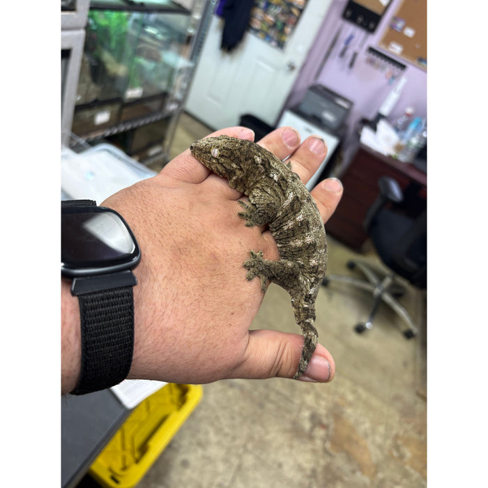 Leachianus Gecko (Juvenile)