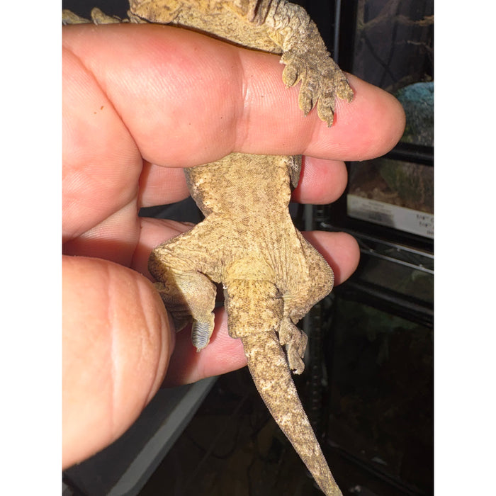 Leachianus Gecko (Juvenile)