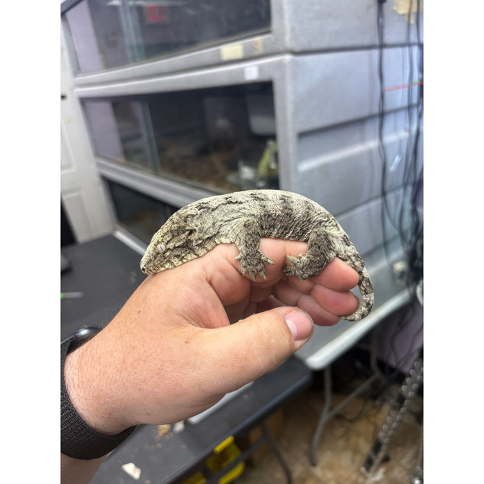 Leachianus Gecko (Juvenile)