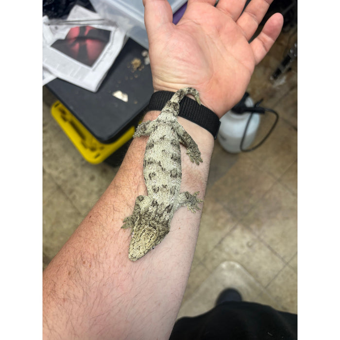 Leachianus Gecko (Juvenile)