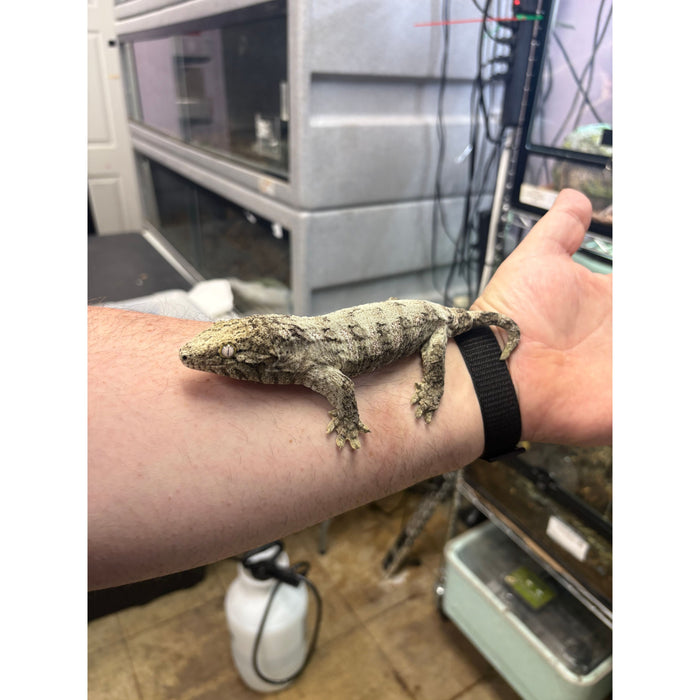 Leachianus Gecko (Juvenile)