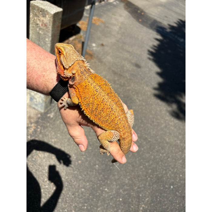 Bearded Dragon (Adult Female)