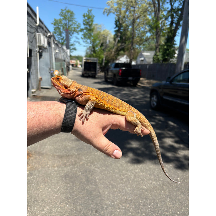 Bearded Dragon (Adult Female)