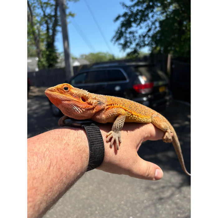 Bearded Dragon (Adult Female)