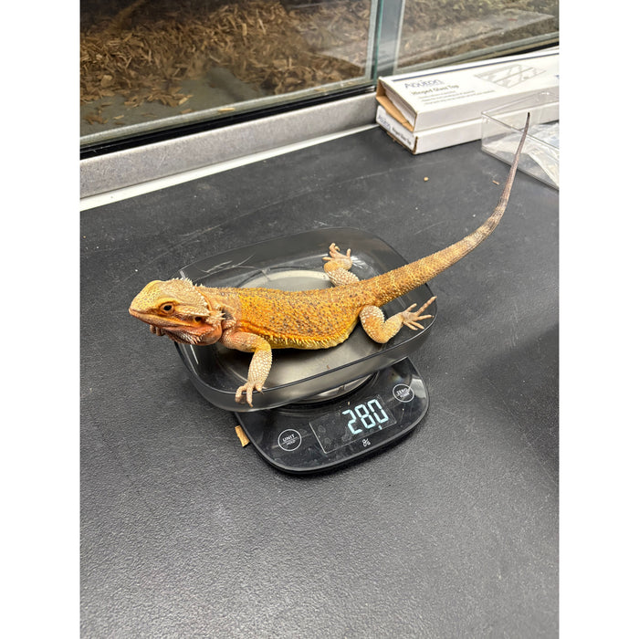 Bearded Dragon (Adult Female)