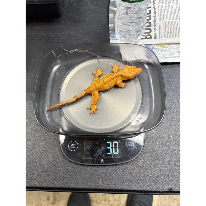 Crested Gecko (Female)