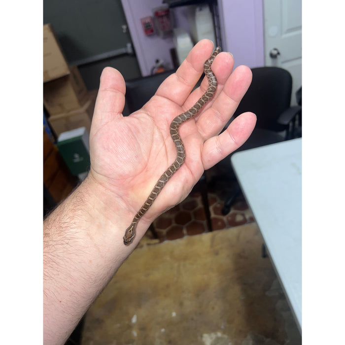 Great Plains Rat Snake (Pantherophis emoryi)