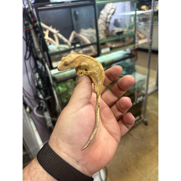 Crested Gecko (Adult Male) (14772)